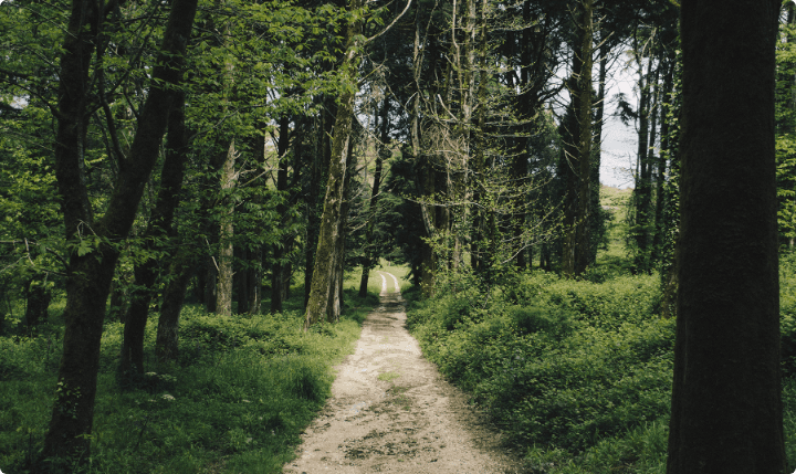 Artículo de bosque