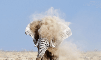 Articulo de elefante