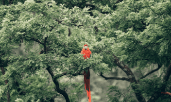 Articulo de loro
